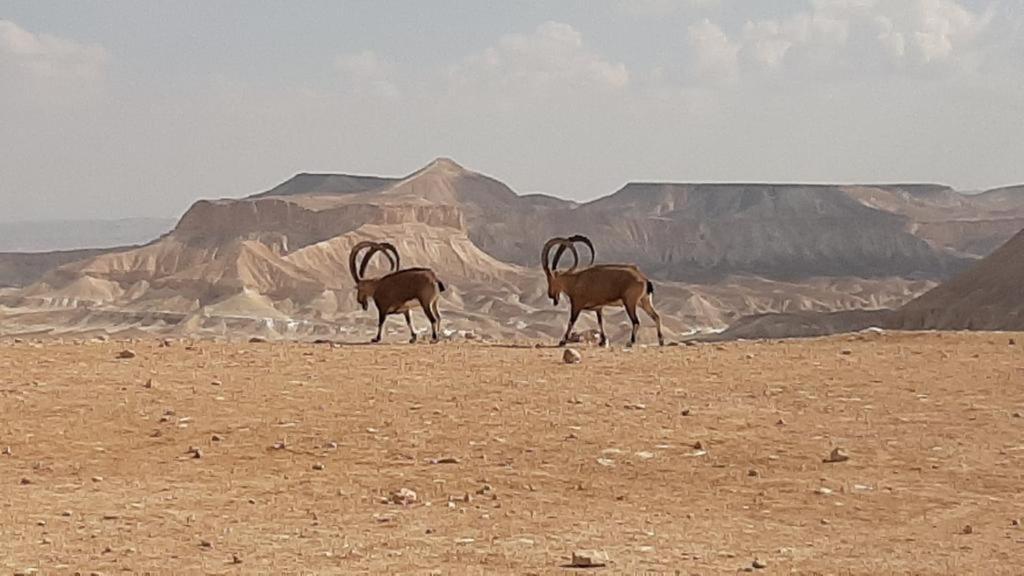 Вілла צימר עלמא Єрухам Екстер'єр фото